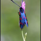 Zygaena Trifolii