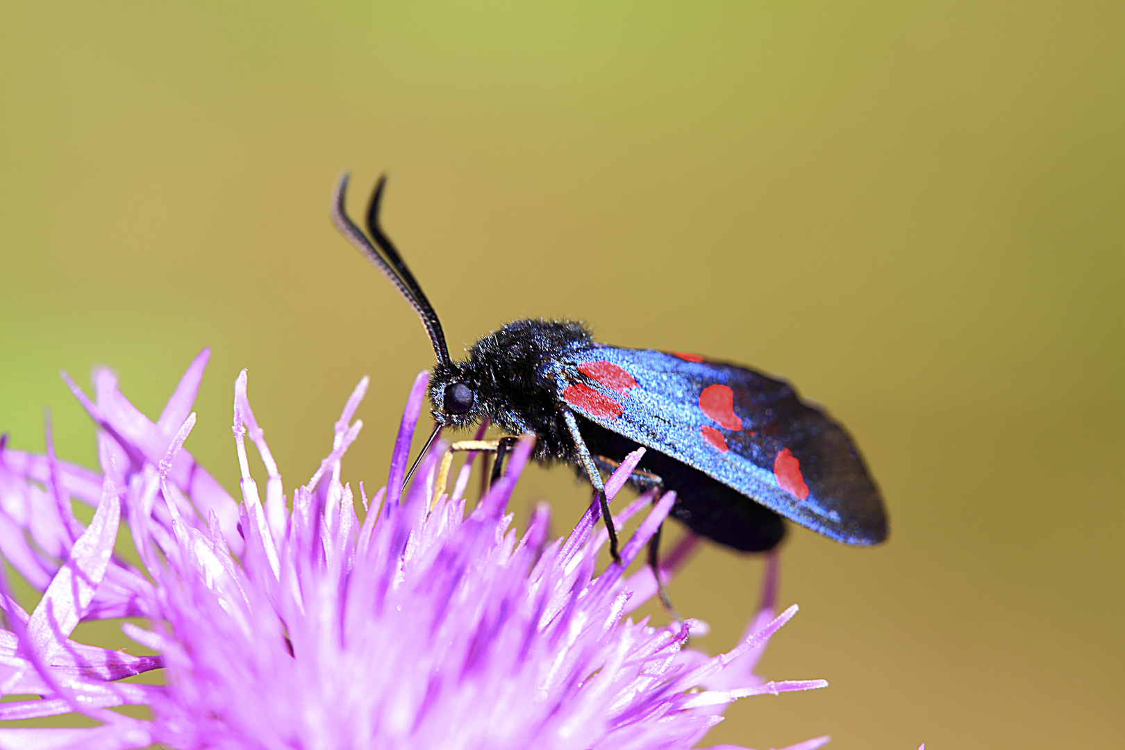 Zygaena Trifolii