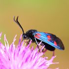 Zygaena Trifolii