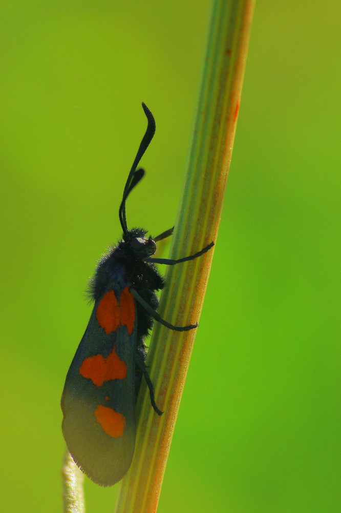 Zygaena trifolii