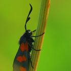 Zygaena trifolii