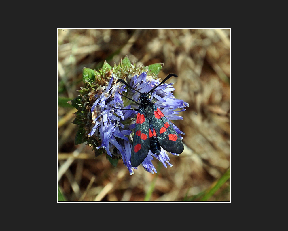 Zygaena trifolii