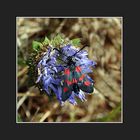 Zygaena trifolii