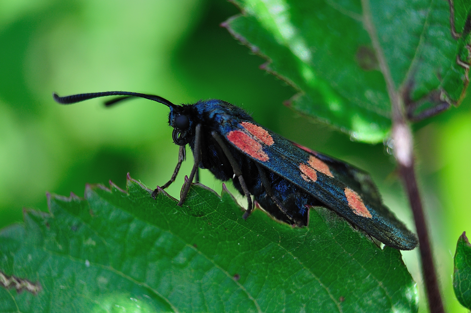 Zygaena trifolii