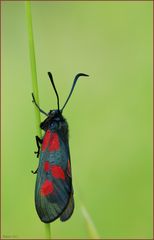 Zygaena trifolii