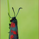 Zygaena trifolii