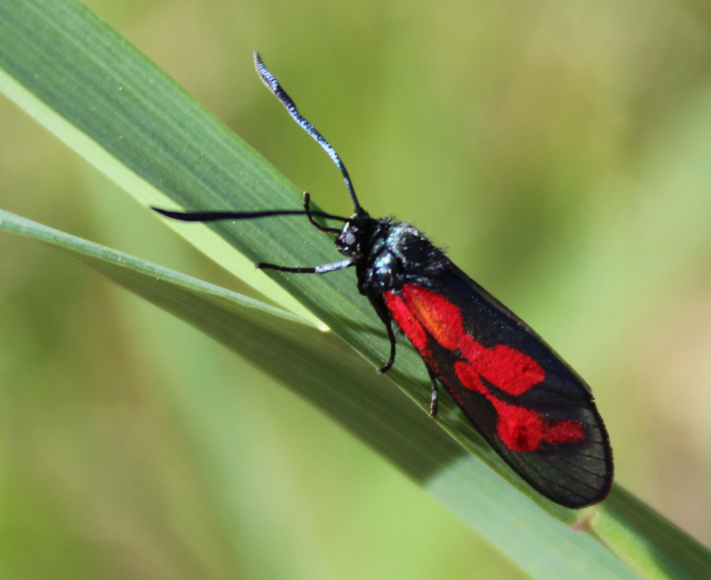  Zygaena trifolii- Sumphornklee Widderchen ?