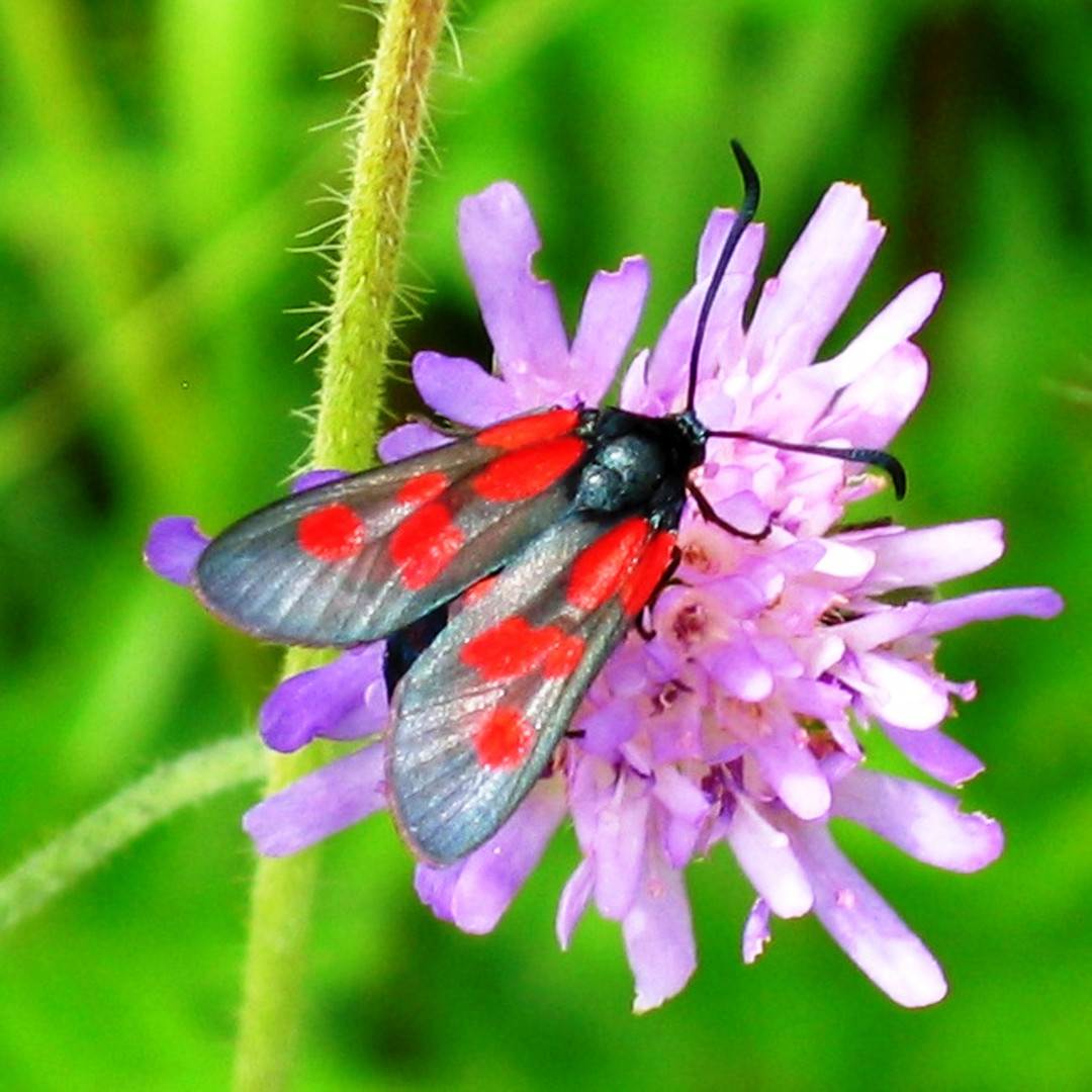 Zygaena viciae