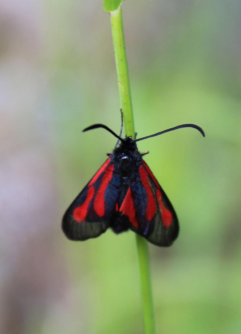 Zygaena_osterodensis- Platterbsen-Widderchen  