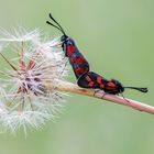 Zygaene in accoppiamento su soffione