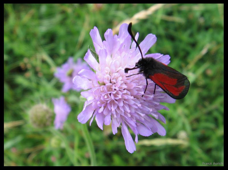 Zygaenidae