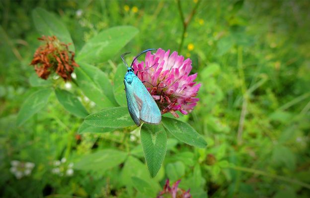 Zygène bleue Adscita SP ou zygène Jordanita
