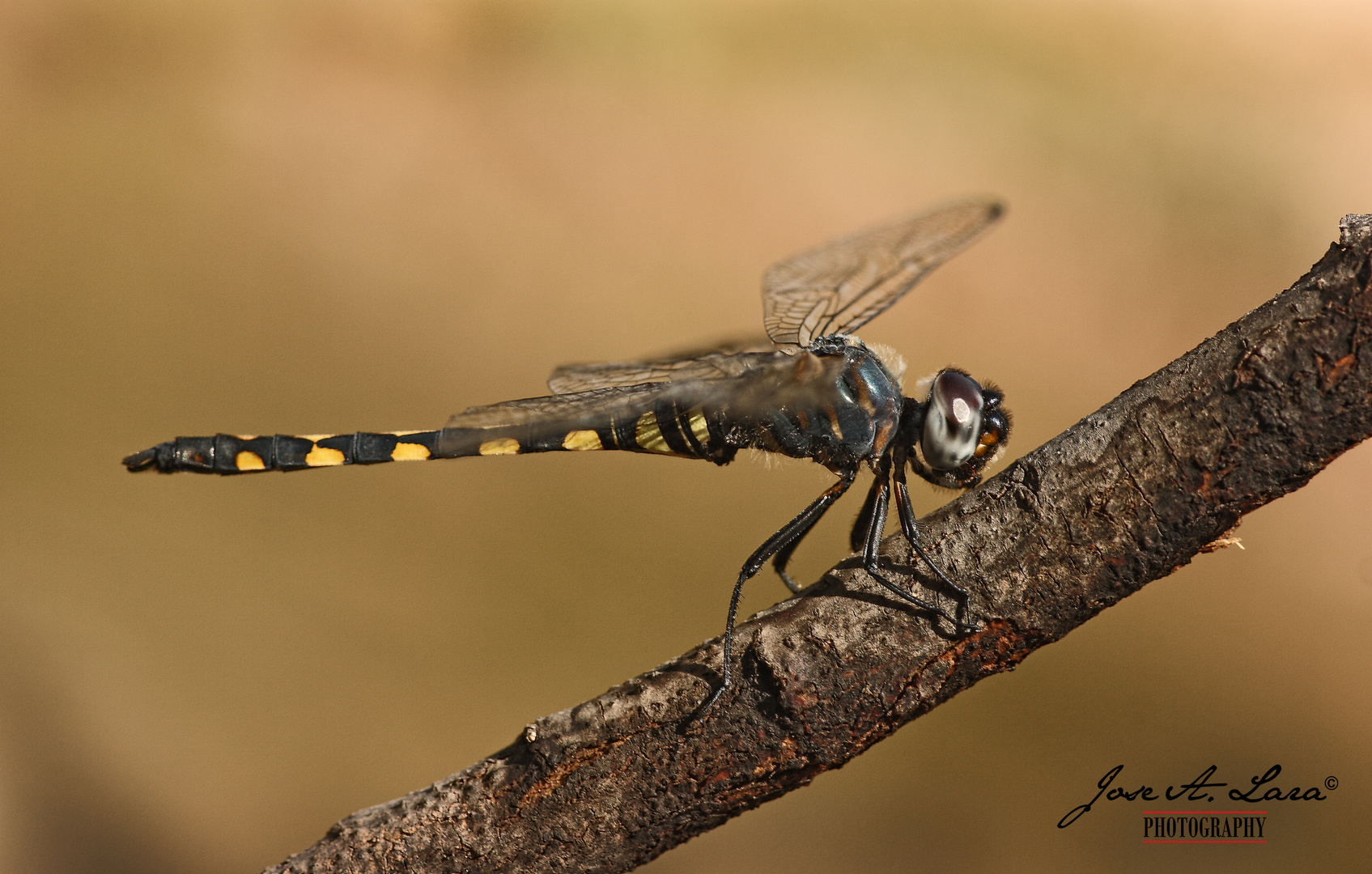 Zygonyx torridus