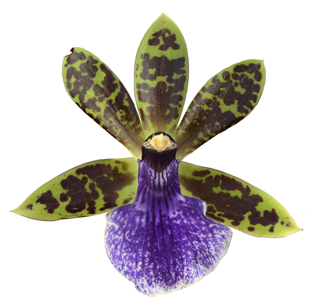 Zygopetalum