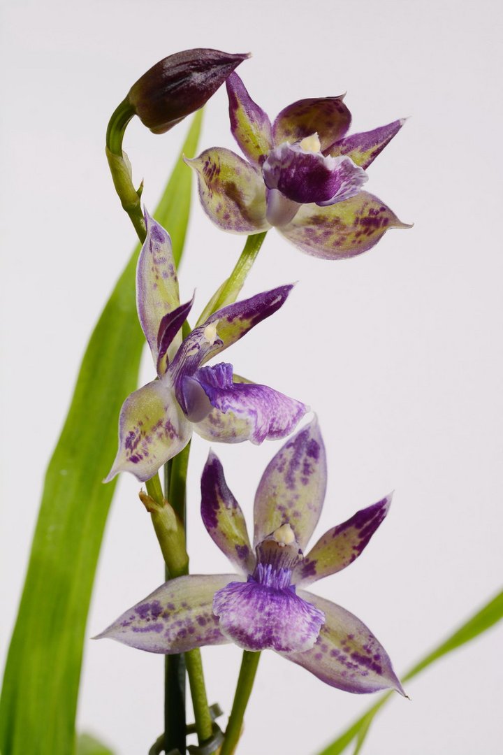 Zygopetalum