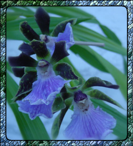 Zygopetalum