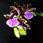 Zygopetalum