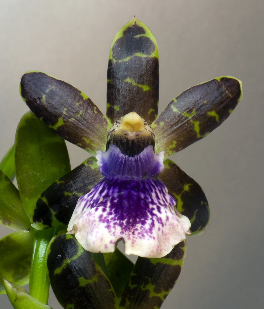 Zygopetalum