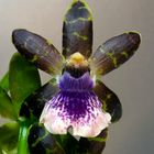 Zygopetalum