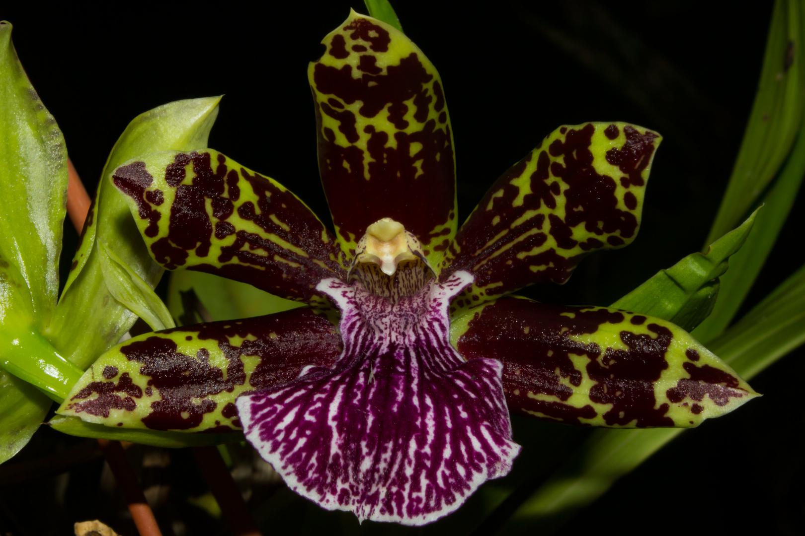 Zygopetalum