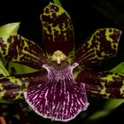 Zygopetalum