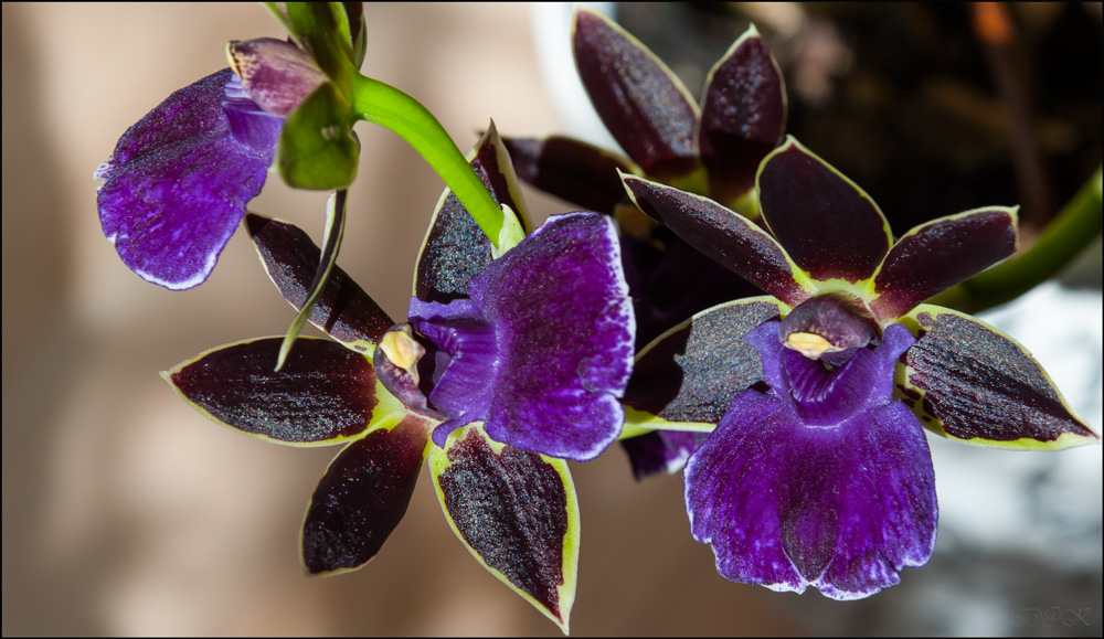 Zygopetalum...