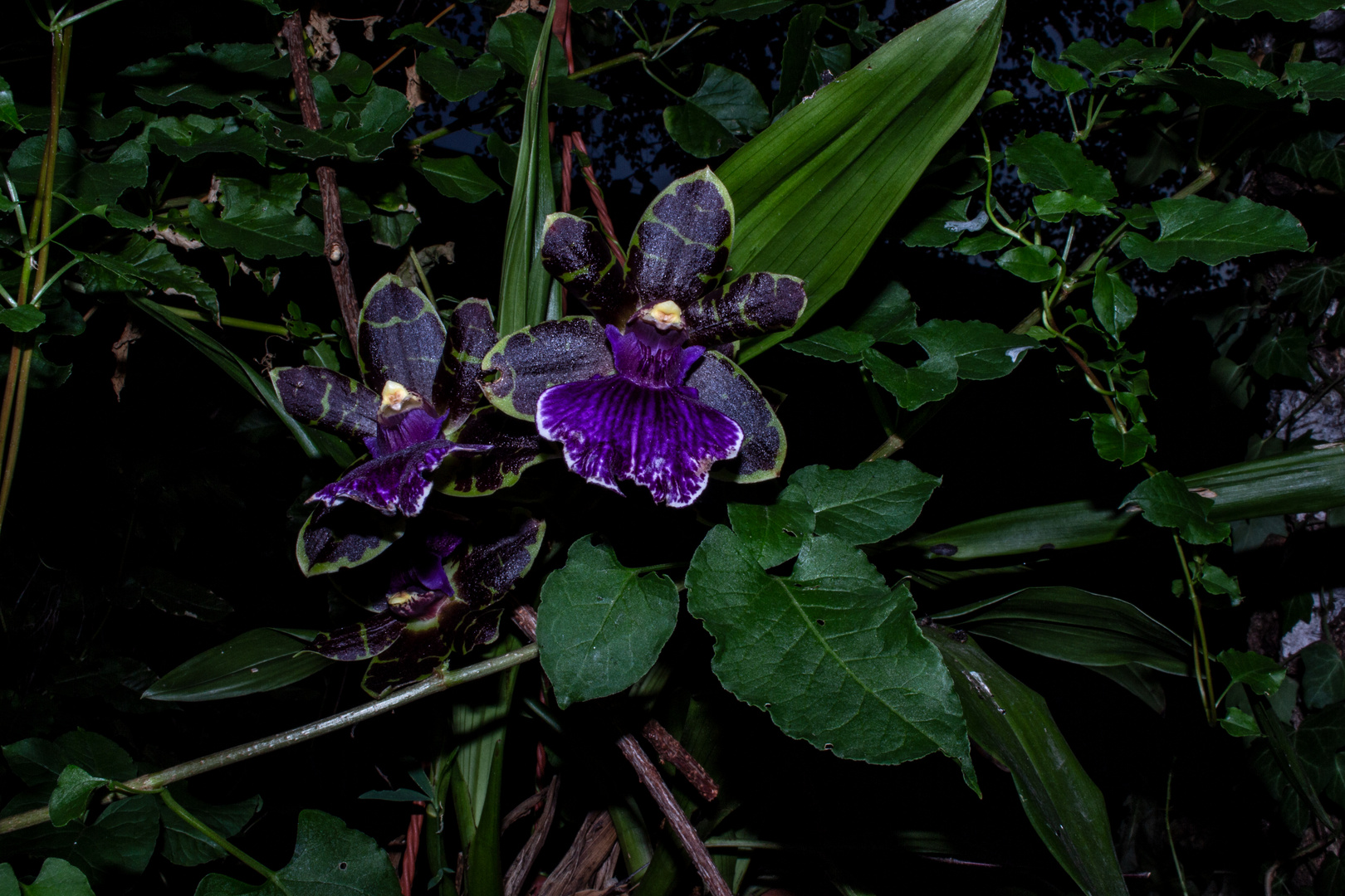 Zygopetalum 'Arthur Elle'