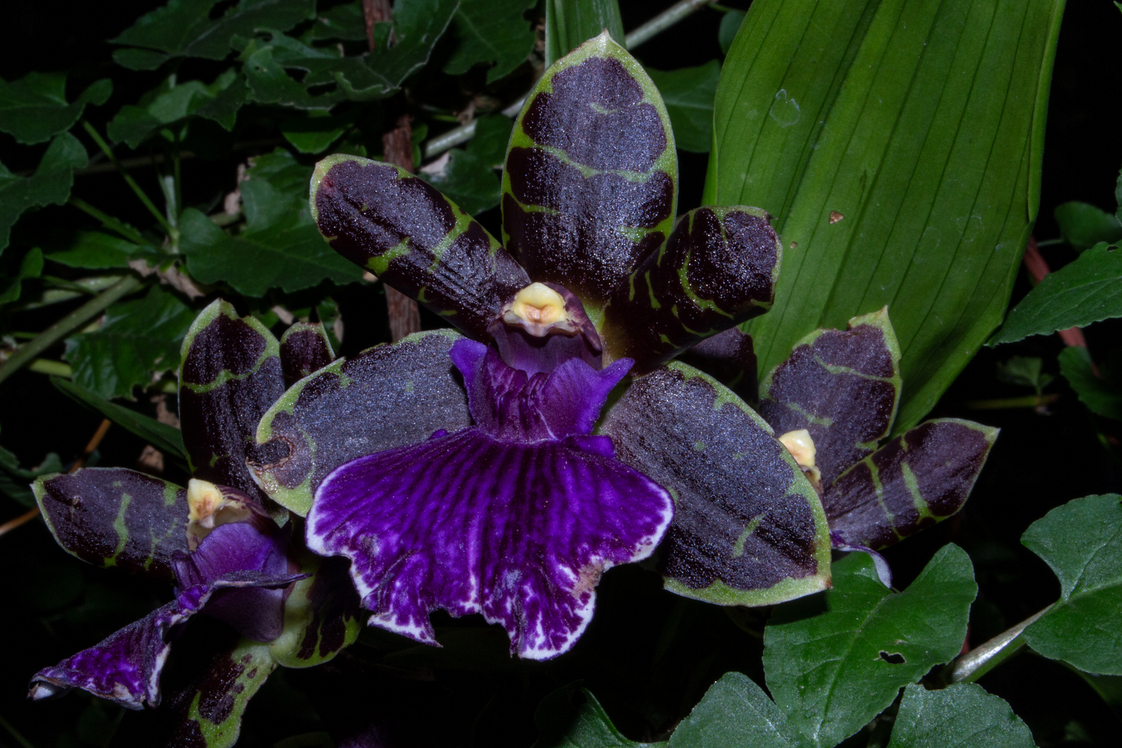 Zygopetalum 'Arthur Elle'