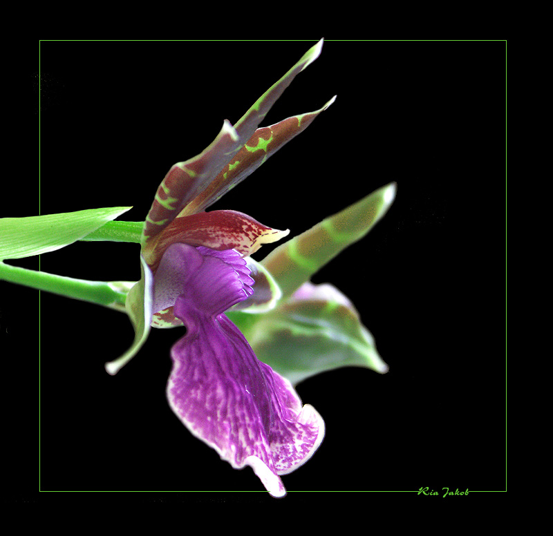 zygopetalum