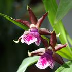 Zygopetalum