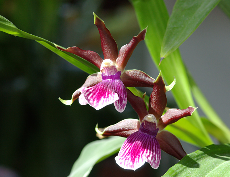 Zygopetalum