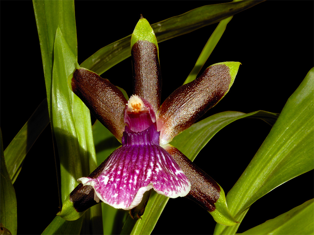 Zygopetalum