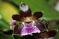 Zygopetalum 'Everspring'