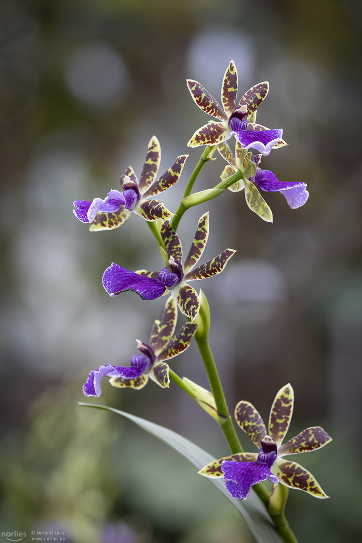 Zygopetalum hybr.