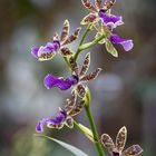 Zygopetalum hybr.