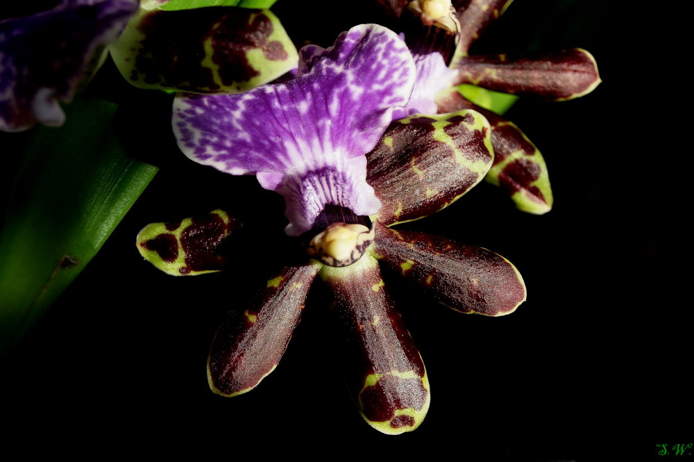 Zygopetalum intermedium  3, und die Duftet richtig doll