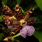 Zygopetalum intermedium