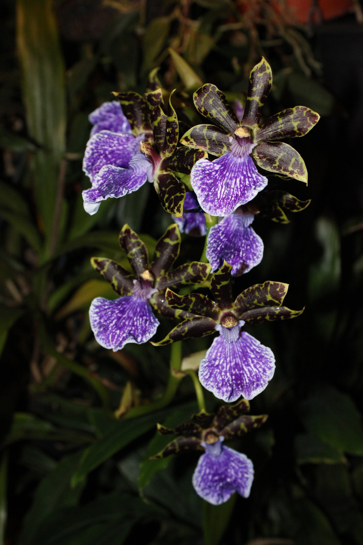 Zygopetalum intermedium