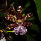 Zygopetalum intermedium Blüte