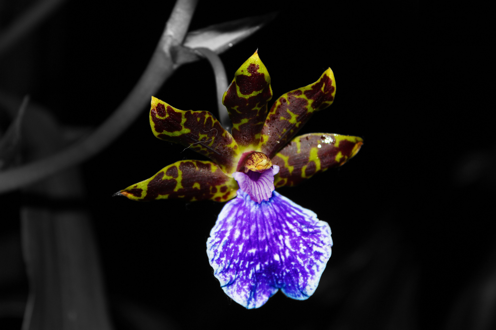 Zygopetalum intermedium Blüte II