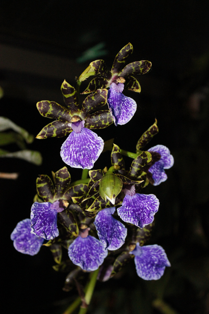 Zygopetalum intermedium Blütenrispe