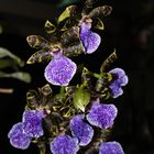 Zygopetalum intermedium Blütenrispe