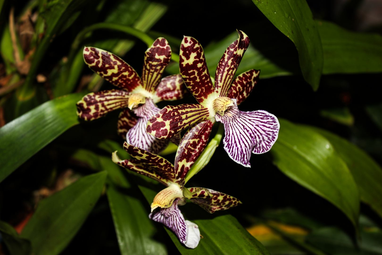 Zygopetalum intermedium