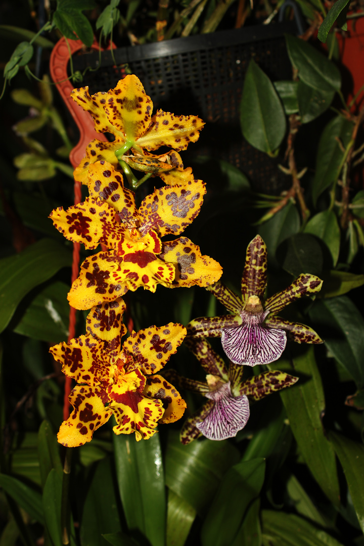 Zygopetalum intermedium und unbekannte Hybride