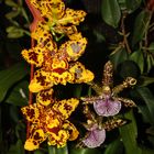 Zygopetalum intermedium und unbekannte Hybride