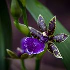 Zygopetalum Orchidee