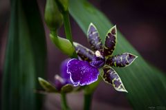 Zygopetalum Orchidee