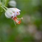 Zygophyllum fabago