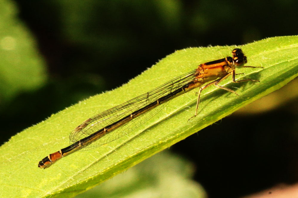 Zygoptera