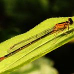 Zygoptera